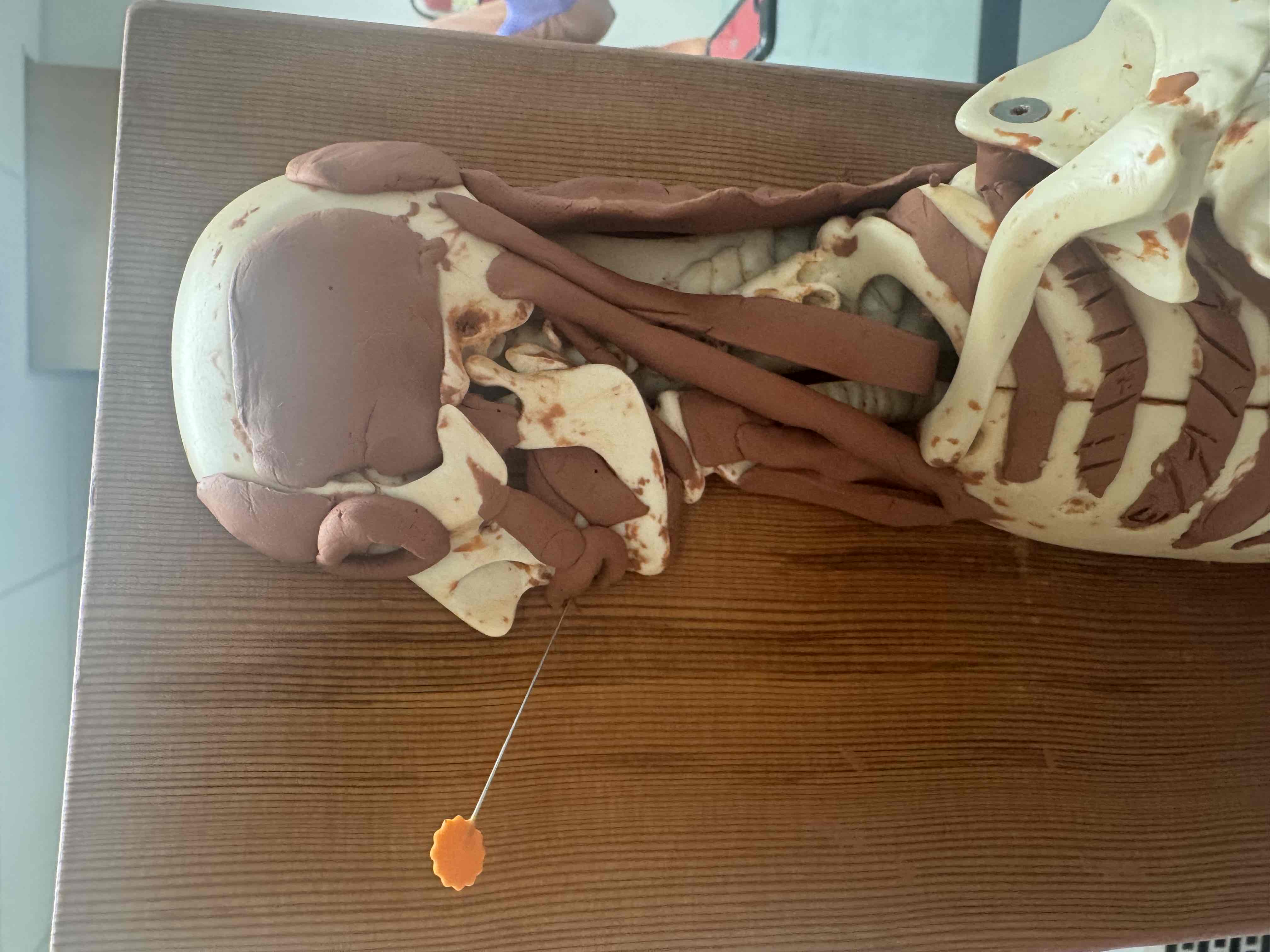 <p><span>origin maxilla &amp; mandible, insertion skin around mouth, action protrudes (purses) lips</span><br></p>