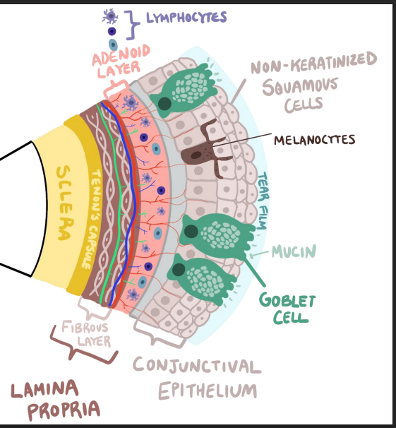 <ol><li><p><strong><u>tear film</u></strong></p></li><li><p><strong><u>conj epithelium</u></strong></p><ol><li><p><u>basal —&gt; squamous</u></p></li><li><p>basal = <u>melanocytes</u></p></li><li><p><u>goblet cells </u>= produce mucin</p><ol><li><p>helps tear film adhere to opical surface</p></li></ol></li></ol></li><li><p><strong><u>basement membrane</u></strong></p><ol><li><p>barrier</p></li></ol></li><li><p><strong><u>lamina propria</u></strong></p><ol><li><p><u>adenoid layer</u></p><ol><li><p>highly lymphatic</p><ol><li><p>has lymphocytes (inflammatory cells)</p></li></ol></li></ol></li><li><p>blood supply</p></li><li><p><u>fibrous later</u></p><ol><li><p>connective tissue</p></li><li><p>tensile strength</p></li></ol></li></ol></li></ol><p><strong><u>tenons capsule</u></strong> — not part of conj</p><p><strong><u>sclera</u></strong></p><p></p>