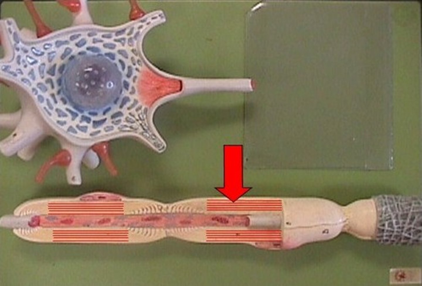 knowt flashcard image