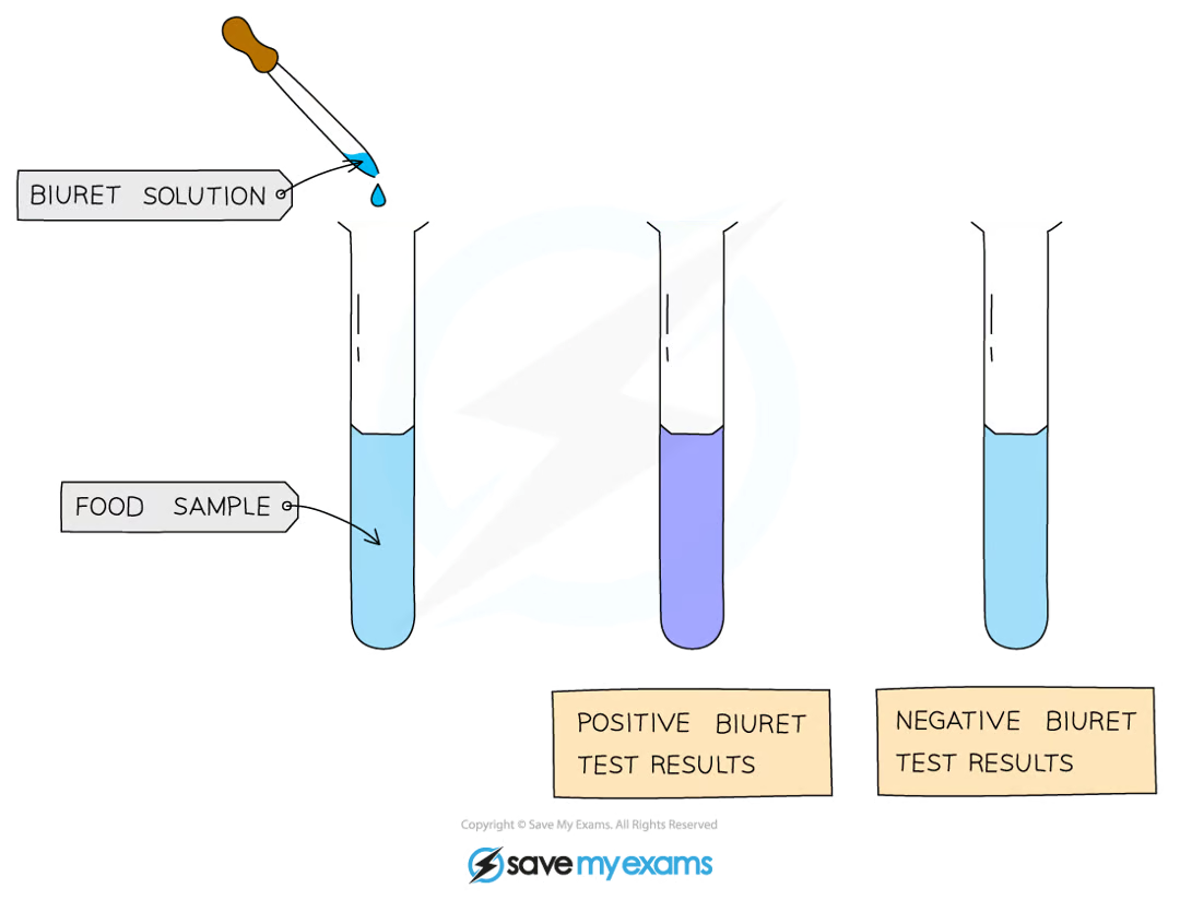 <ul><li><p>add drops of <strong>Biuret solution </strong>to the sample</p></li><li><p>a positive test will show a colour change from <strong>blue to violet/purple</strong></p></li></ul><p></p>