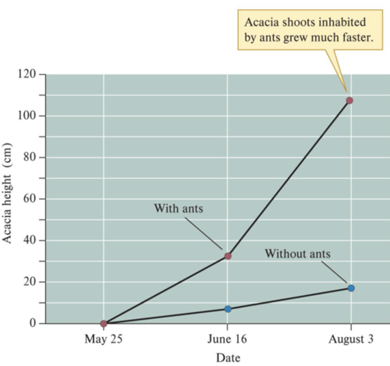 <p>- Acacias without ants had more herbivorous insects</p><p>- Suckers (new vertical shoot that emerges from the root) growing from acacia stumps occupied by ants lengthened at seven times the rate of suckers without ants</p><p>- Suckers with ants survived at twice the rate of suckers without ants</p>
