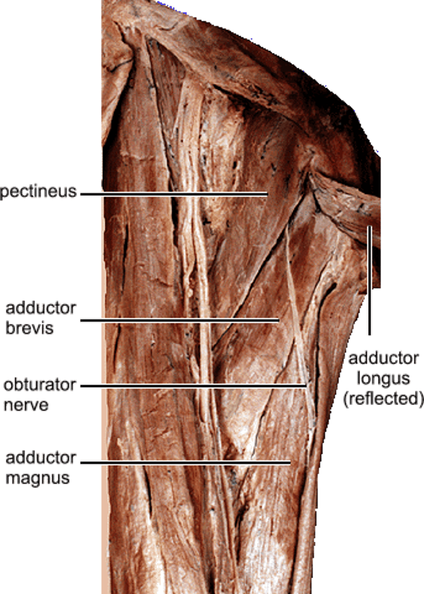 <p>2nd one down; Action-Adducts (brings the femur toward the midline of the body) and flexes the femur at the hip; , * Inner Thigh; deep to adductor longus</p>