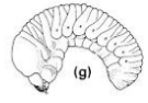 <p>Type of larva: lacks leg</p>