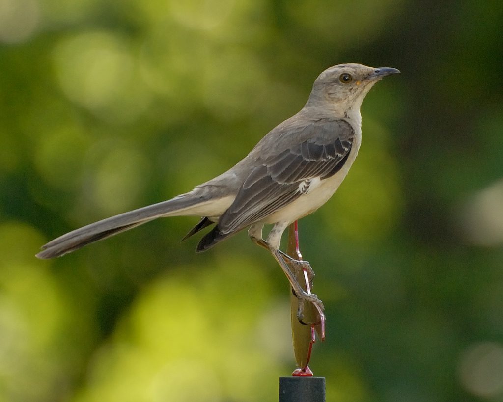 <p>What bird is this?</p>