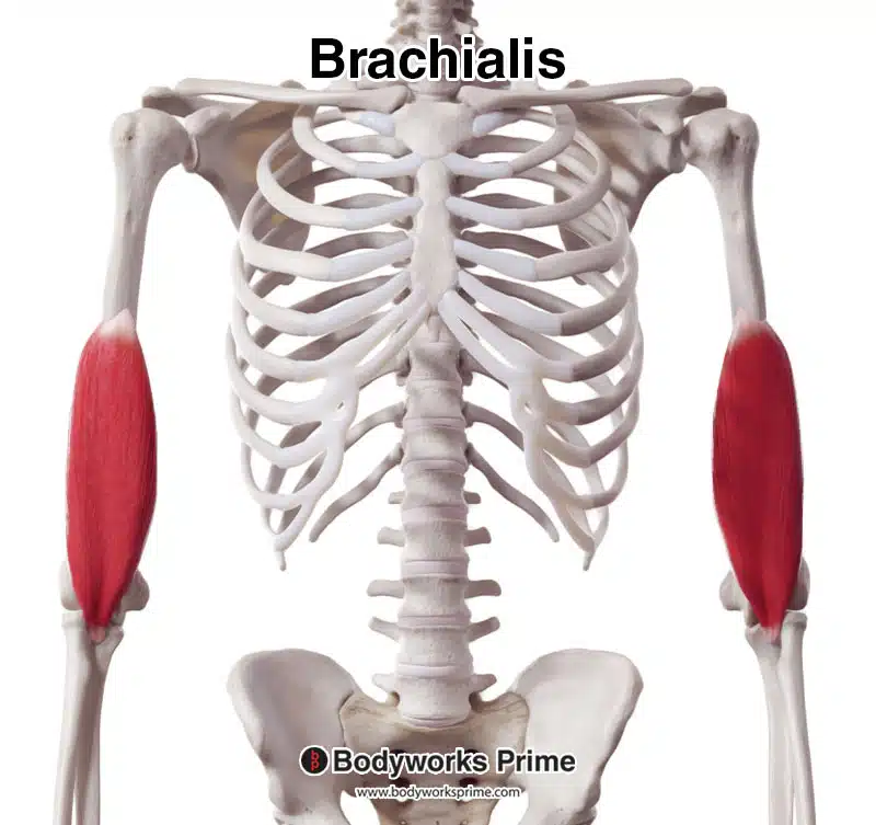 <p><span>Flexes elbow (prime mover).</span></p>