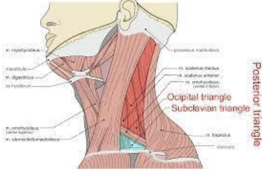 <ol><li><p><strong><span style="color: rgb(255, 0, 0)">Lateral cervical region (posterior triangle) </span></strong><span style="color: rgb(255, 0, 0)">with the </span></p></li></ol>