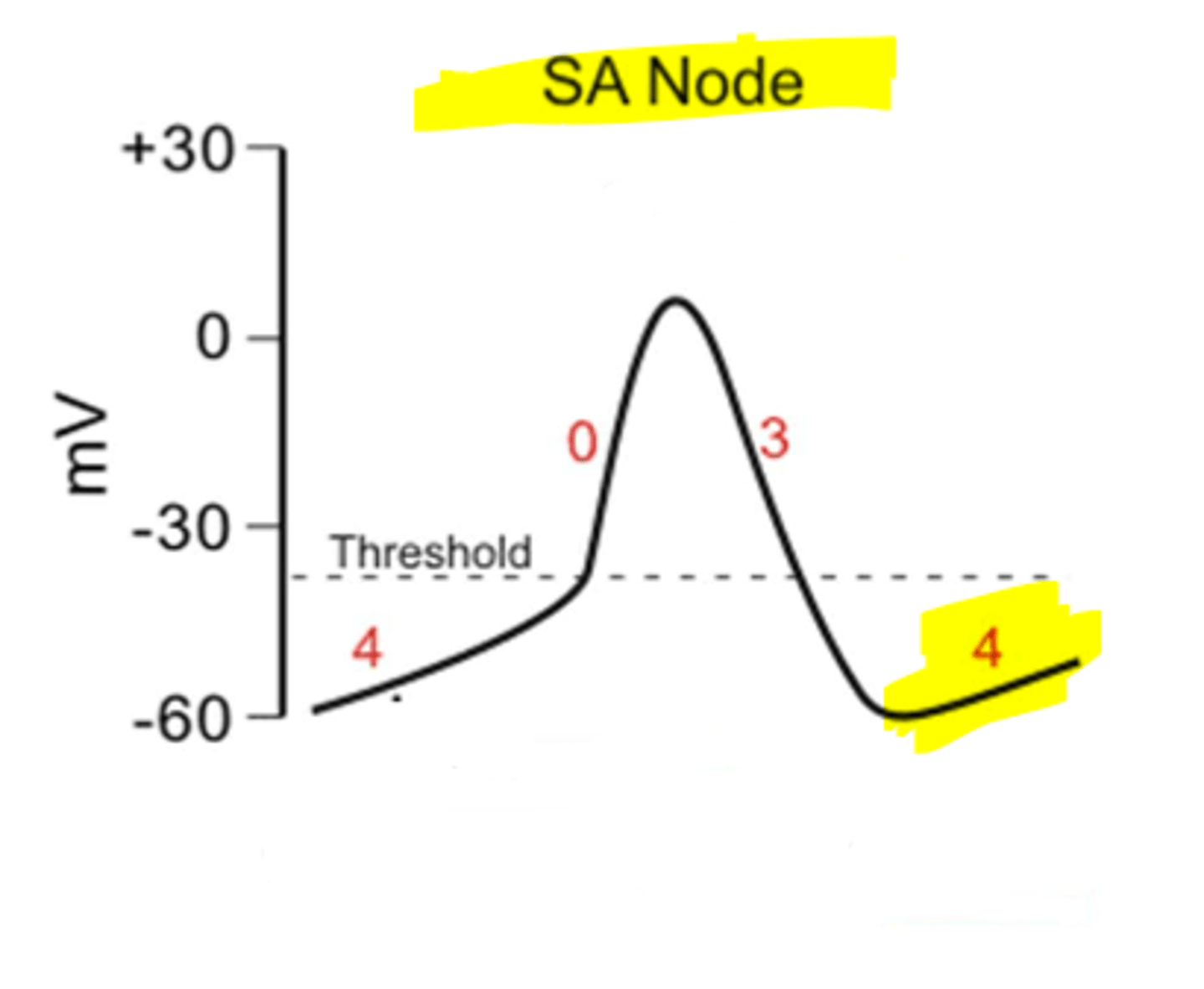 <p>Why is the SA node able to fire on its own?</p>