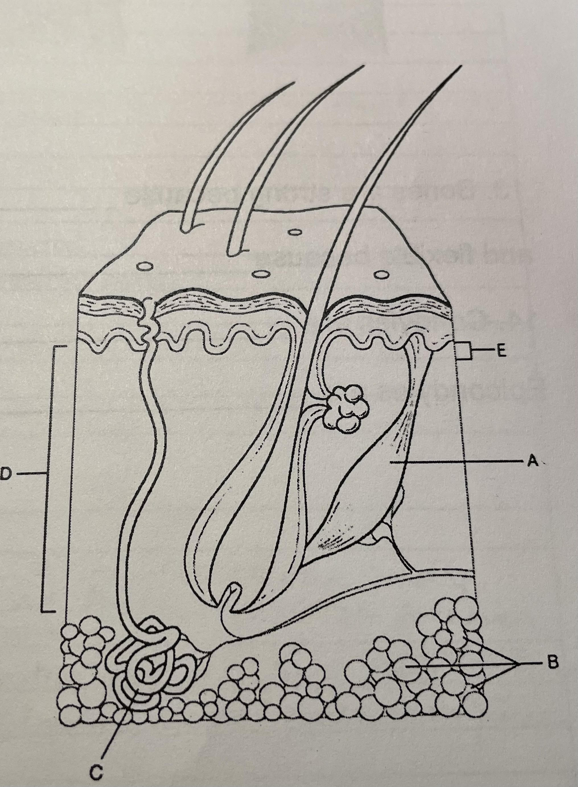 adipose tissue, insulation