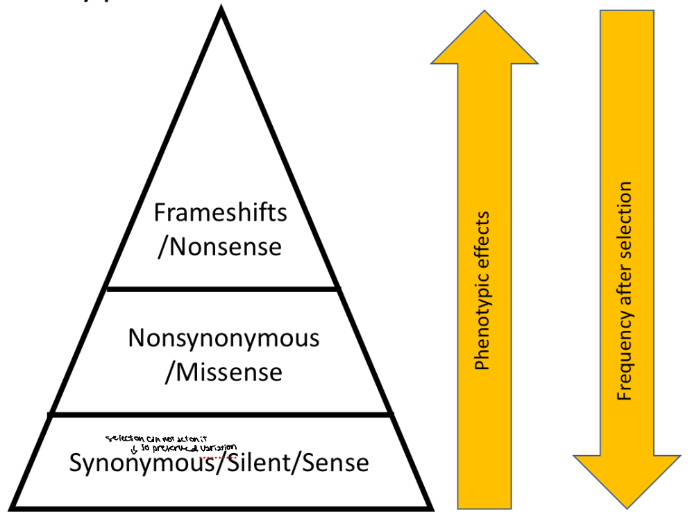 <p>Phenotypic and frequency after selection</p>