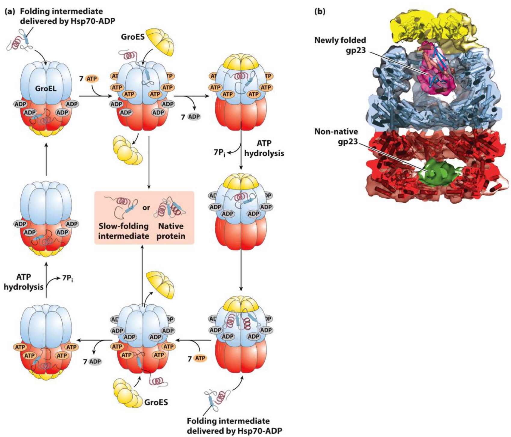 <p><span>Folding is the process by which peptide chains develop tertiary or quaternary structure</span><br><span>- Done by chaperones (other proteins)</span><br><span>- Makes proteins functional</span></p><p><span>ex. Chaperones in E. coli: Serves as protective bubble for folding</span><br>- <span>Protein enters and sealed inside</span><br>- <span>Protein folds and is then released</span></p>