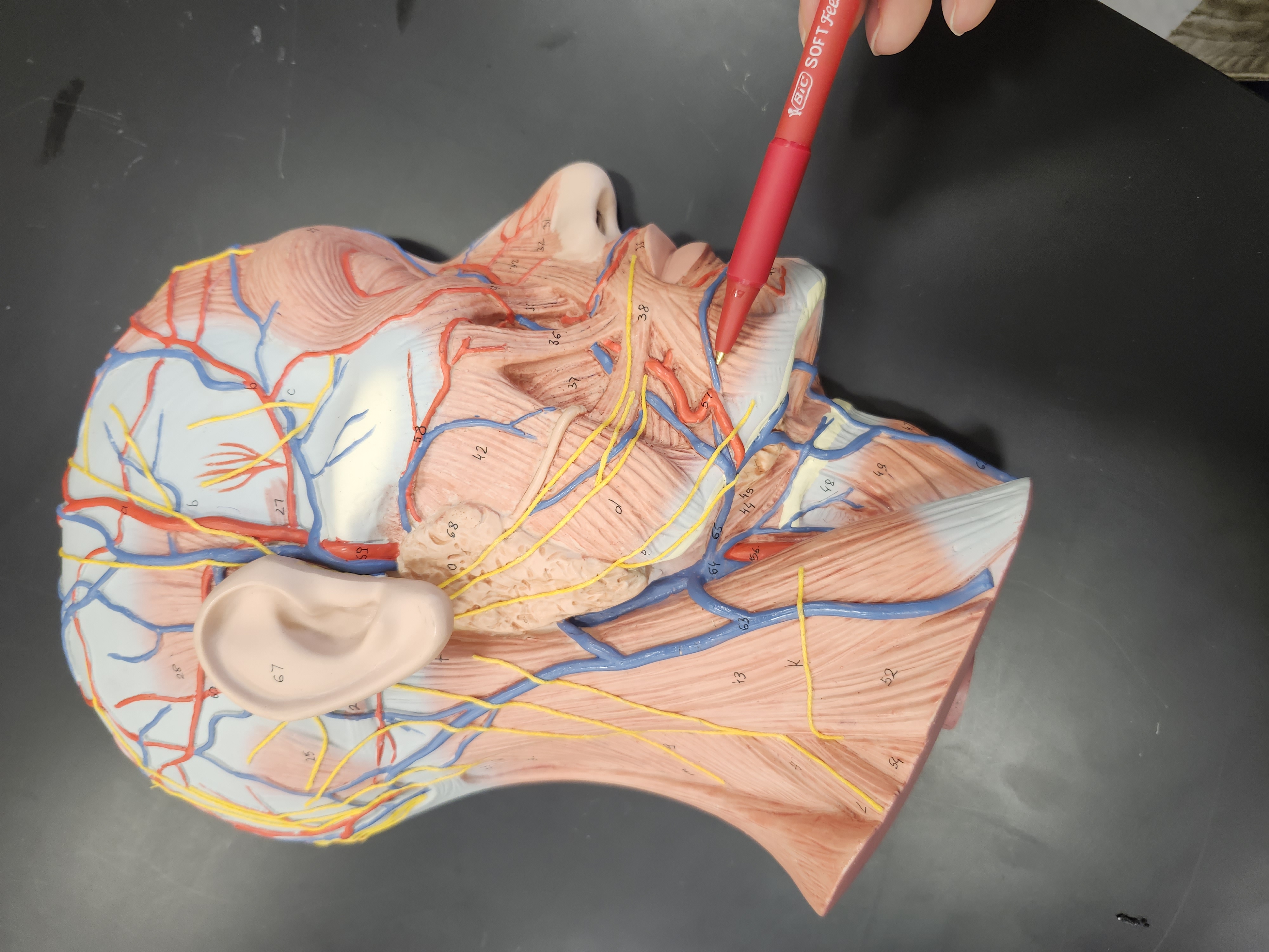 knowt flashcard image