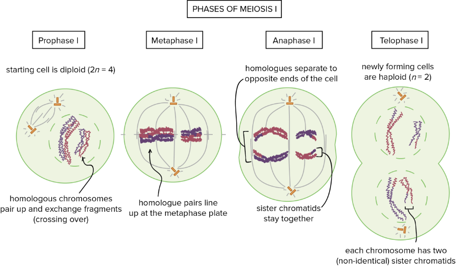 <ul><li><p>Metaphase 1 - homologous pairs line up at the metaphase plate</p></li><li><p>Anaphase 1 - homologous replicated chromosomes move to opposite poles of the cell, sister chromatids of each chromosome, remain attached to one another and don't come apart</p></li><li><p>Telophase 1 - The chromosomes decondense, nuclear membrane forms around each haploid genome, and the original diploid cell divides into 2 haploid cells through cytokinesis</p></li></ul><p></p>