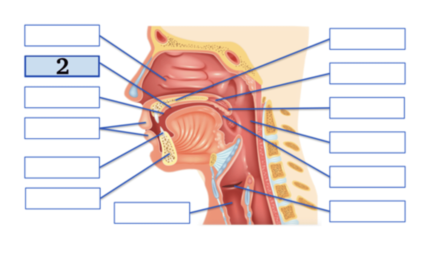 <p>voiced postalveolar fricative</p>