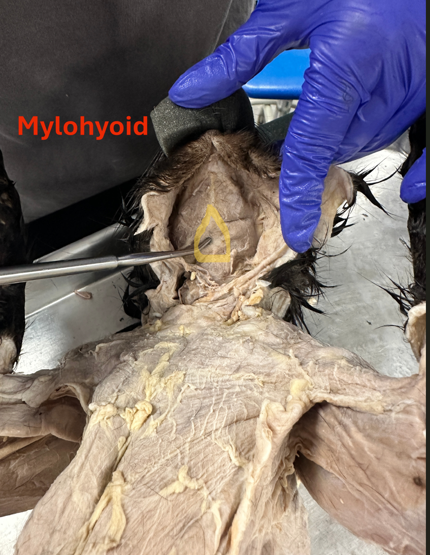 <p>Mylohyoid  (neck muscles)</p>