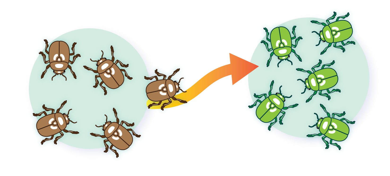 <p>transfer of alleles or genes from one population to another, migration and emigration can causes this</p>