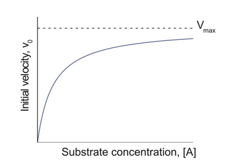 <p>When looking at a Michaelis-Menten plot what is K<sub>m</sub>?</p>