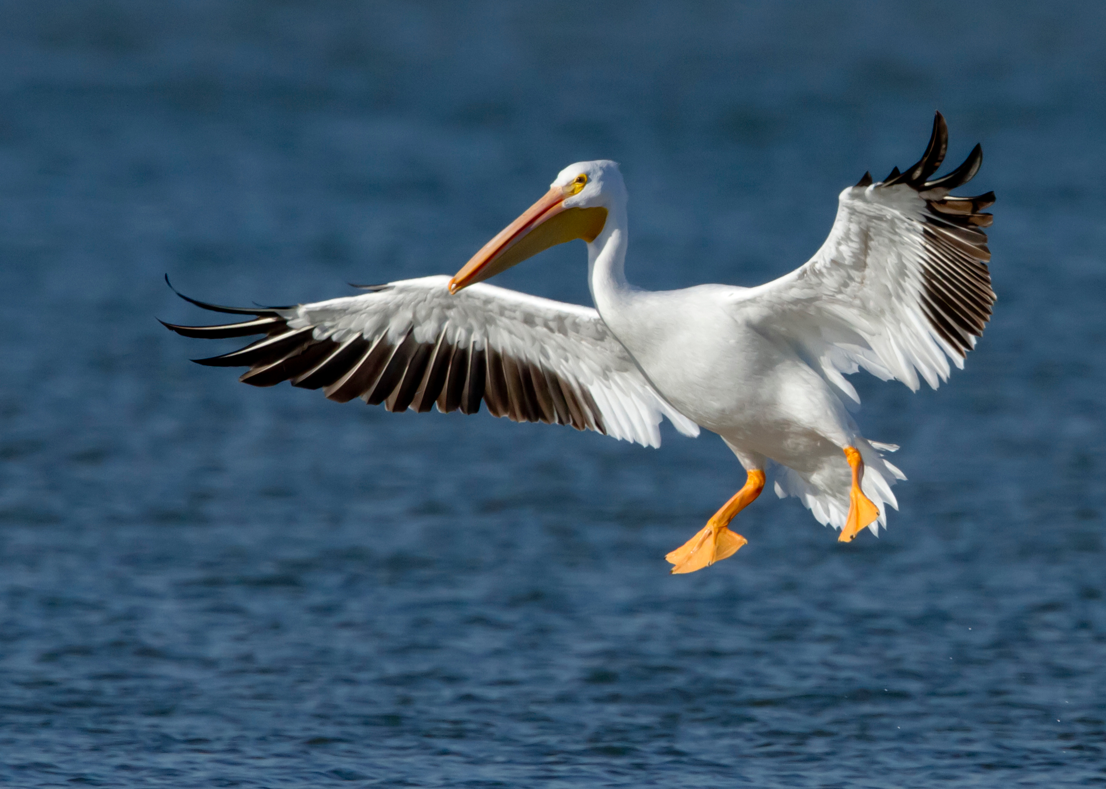 <p>Massive white bird with orange bill; soars high.</p>