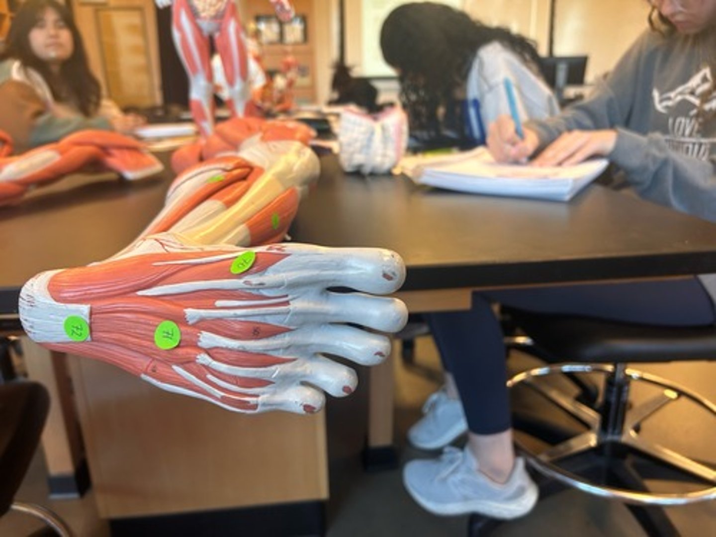 <p>1st layer</p><p>A: 2-4th toe flexion</p><p>N: medial plantar</p>