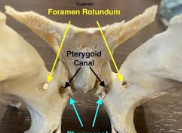 <p>Know the pterygoid canal</p>