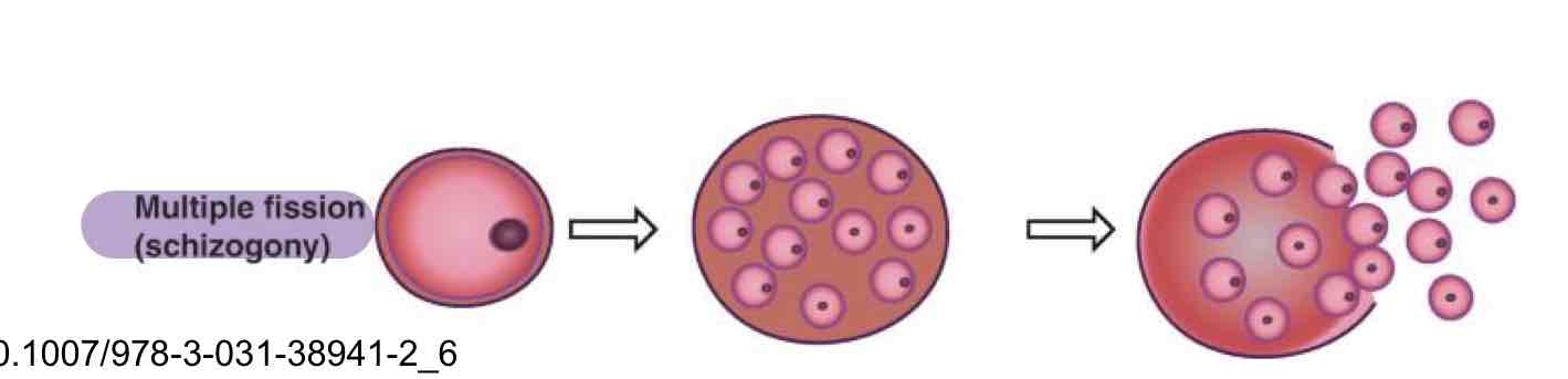 <p>Multiple fission (Schizogony)</p>