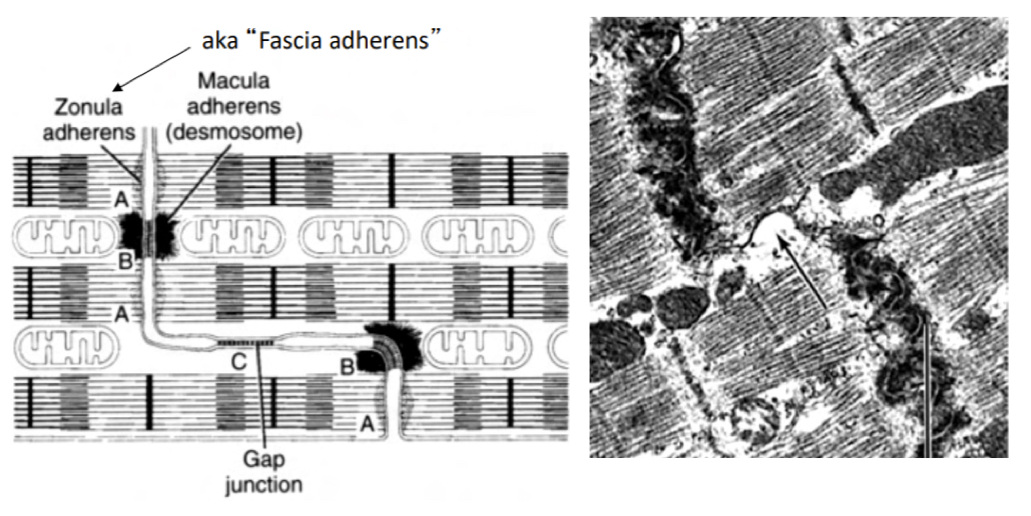 <p>They are interidgitated cytoplasmic expansions responsibe for mechanically and electrically coupling heart cells, they are aligned with Z discs, runing transversally (have zonula adehrens and desmosomes- mechanical coupling) and laterally (gap juntcion that transmit electrical signals thru ion transport- electrical coupling)</p>