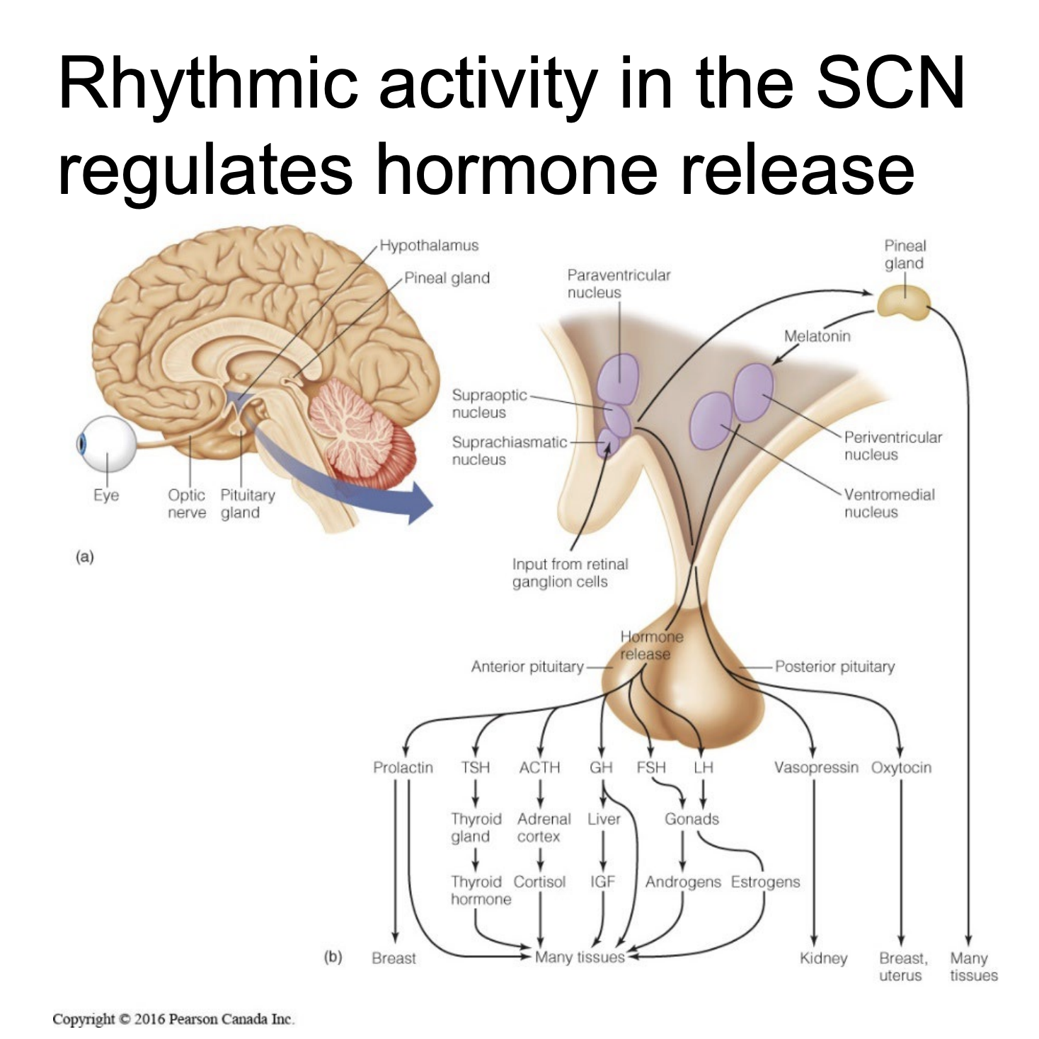 <ul><li><p>Located in the hypothalamus</p></li><li><p>Determines what “time of day” it is for your body and coordinates daily physiological rhythms</p><ul><li><p>Via CLOCK + BMAL1 and PER/CRY 24-hour cycle</p><ul><li><p>During DAY - SCN neurons fire FAST (low PERs/CRYs)</p></li><li><p>During NIGHT - SCN Neurons (high PERs/CRYs)</p></li></ul></li></ul></li></ul><ul><li><p>The firing rhythms of neurons → control hormones (melatonin, cortisol, body temp, sleepiness)</p></li><li><p>The reason neurons fire rhythmically is because the genes inside them oscillate</p></li></ul><p></p>
