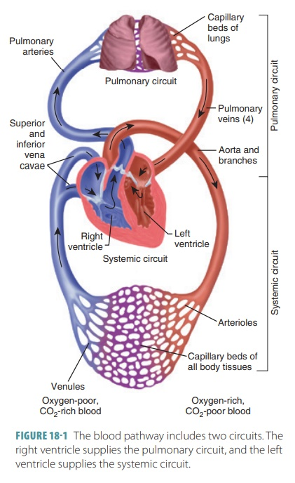 <ol><li><p>Deoxyginated blood enters into the Right Atrium</p></li><li><p>Blood travels through the tricuspid valve</p></li><li><p>Blood enters the Right Ventricle</p></li><li><p>Blood passes through the pulmonary semi lunar valve</p></li><li><p>To the pulmonary turnk</p></li><li><p>To the pulmonary artery</p></li><li><p>Into the lungs</p></li><li><p>Oxyginated blood travels to the pulmonary veins</p></li><li><p>Oxyginated blood is deposited in the left atrium.</p></li></ol><p></p><p>Lower pressure</p><p></p>