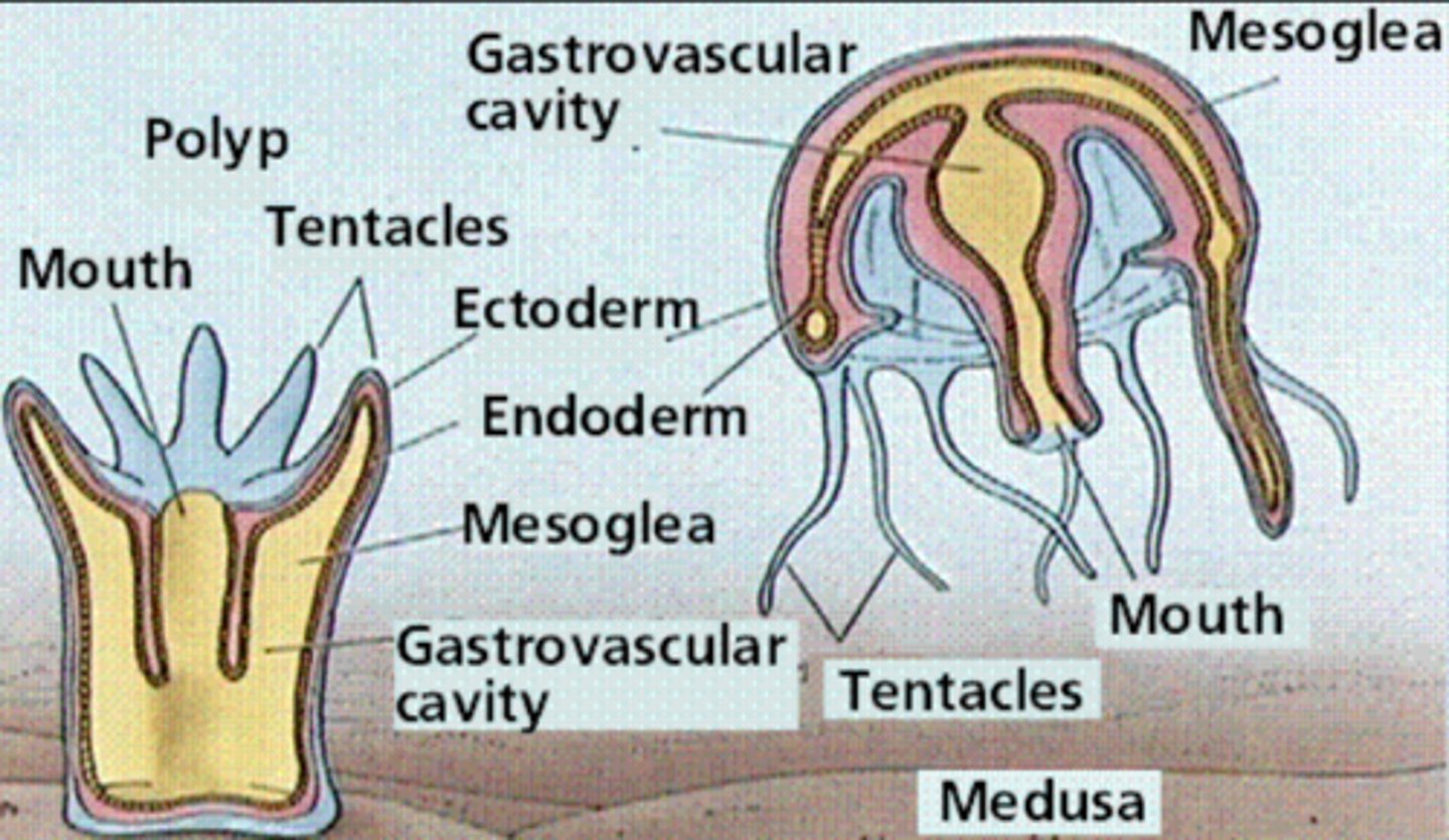 <p>non-living, gel-like matrix present between ectoderm and endoderm in cnidarians</p>