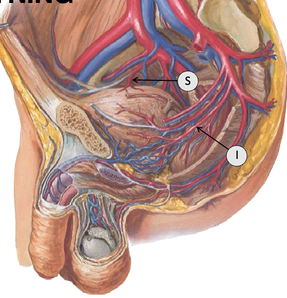 <p>Arteriel forsyning af vesica urinaria</p>