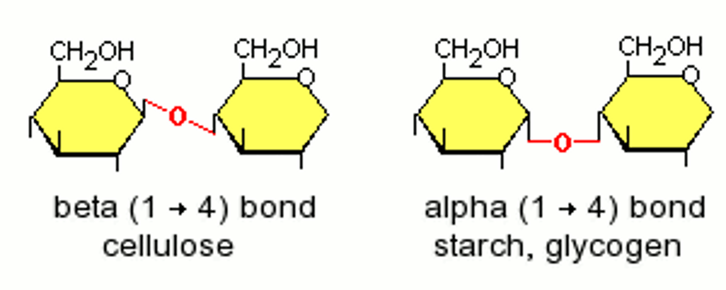<p>They form beta pleated sheets between hydrogen bonds, which can form cross links to form bundles called microfibrils.</p>