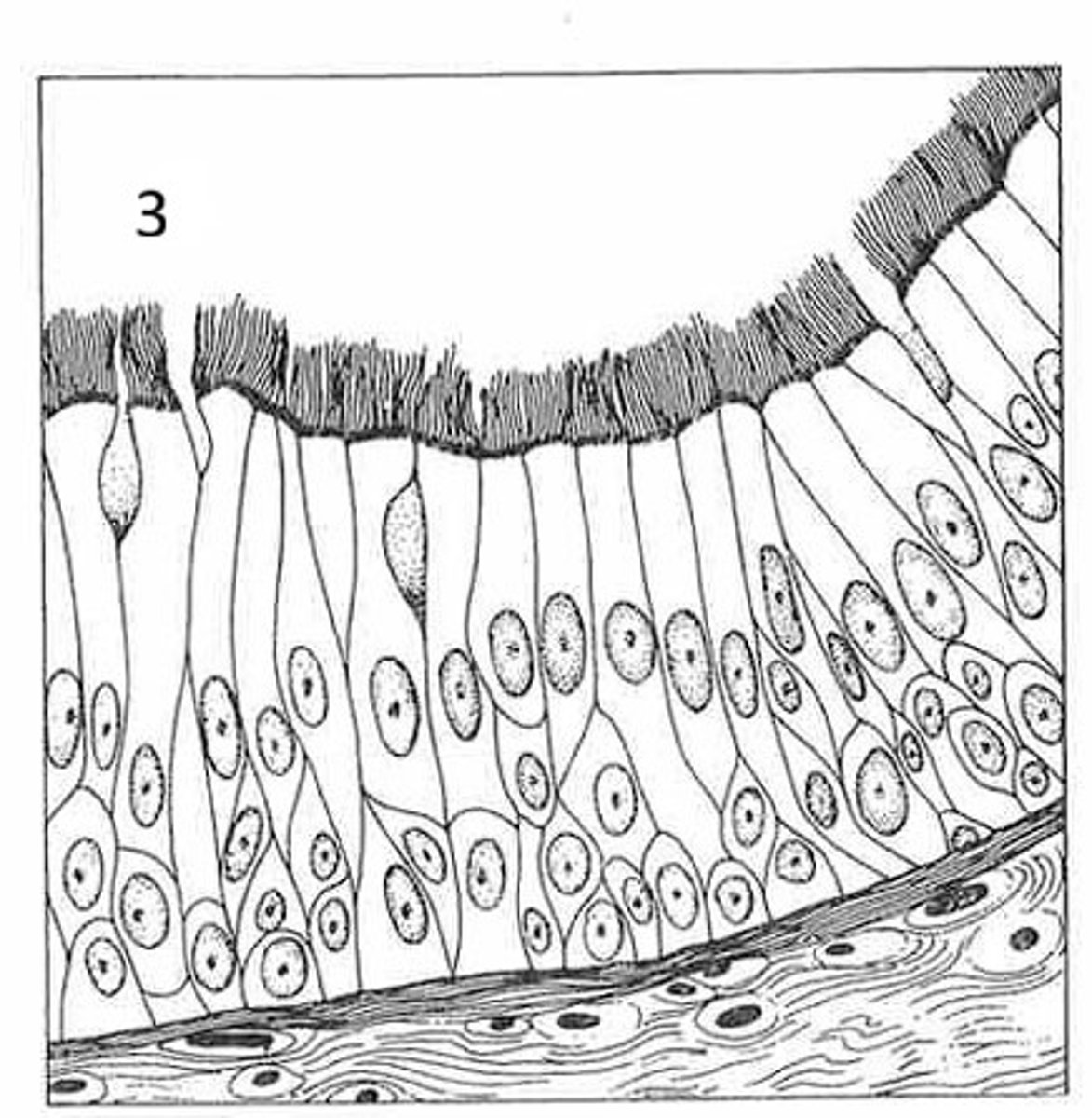 <p>Where is this tissue located?</p>