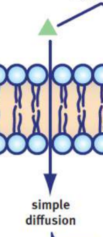 <p>substrates move down their concentration gradient directly across the membrane; only particles that are freely permeable to the membrane</p>