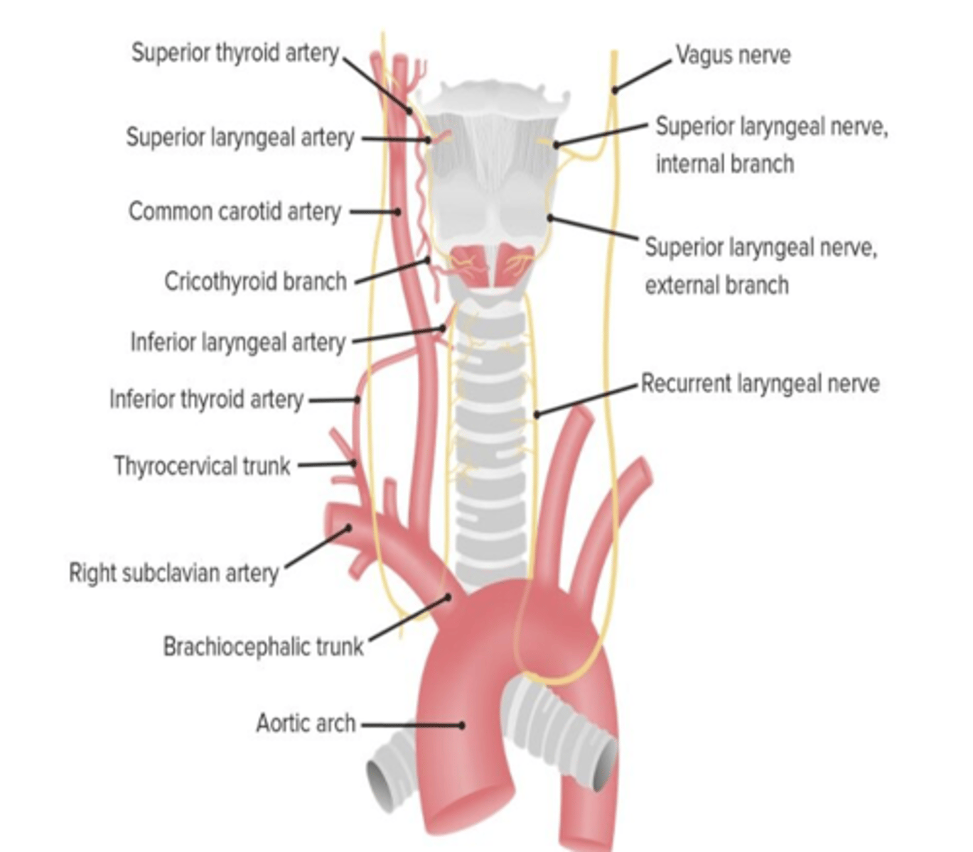 <p>External laryngeal nerve</p>