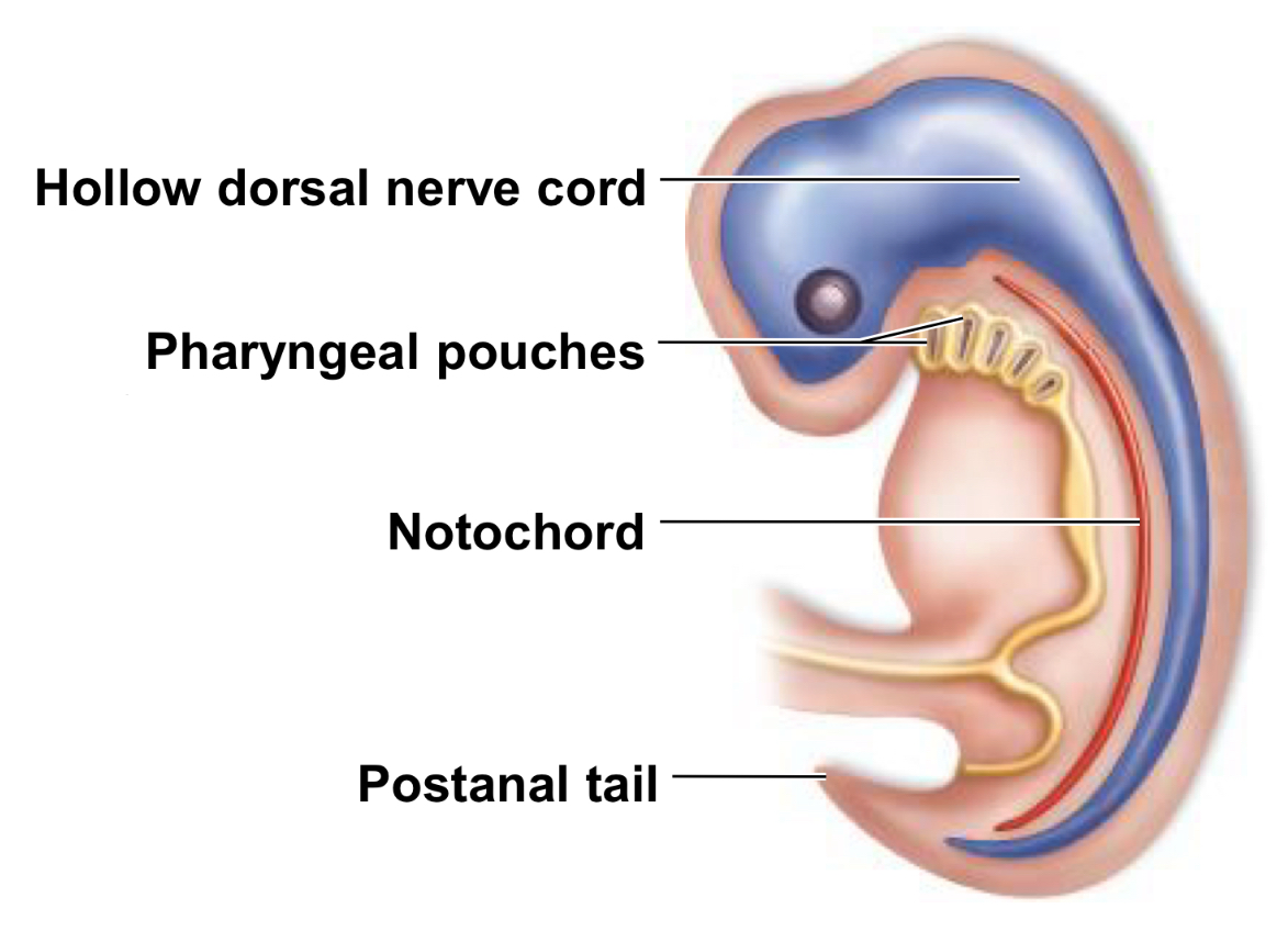<p>What 4 features characterise the phylum Chordata and play an important role of the evolution of the phylum</p>