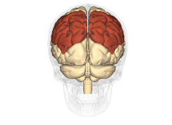 <p>Parietal lobe </p>