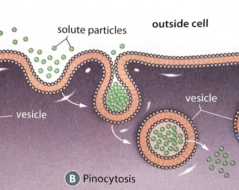 pinocytosis; type of endocytosis