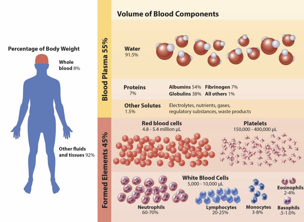 <p><strong>blood components</strong></p><ul><li><p>blood plasma (55%) is the _____</p></li><li><p>proteins, albumins, globulins, immunoglobulins, and fibrinogens are the _____ </p></li></ul><p></p>