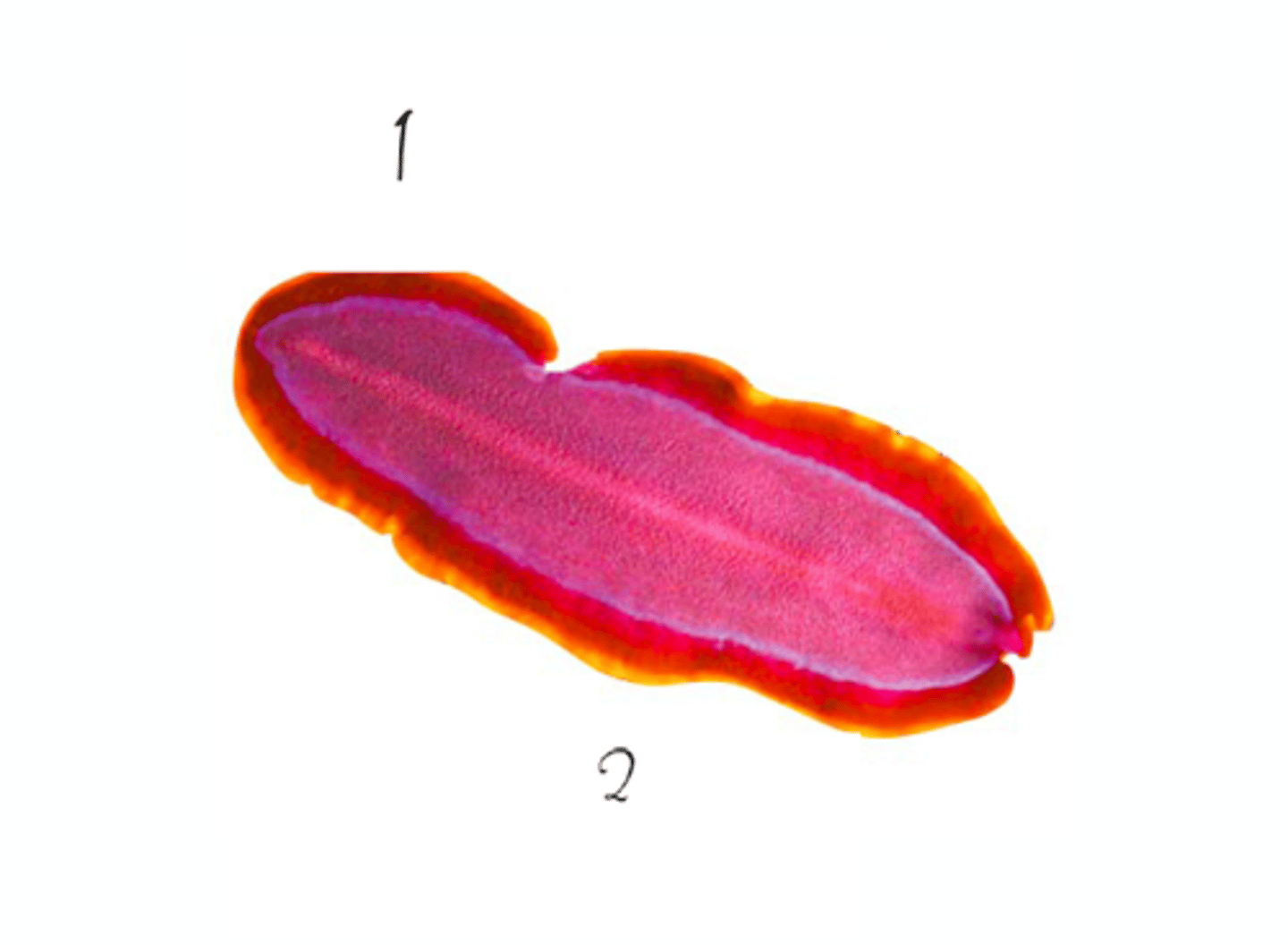 <p>Flat worms</p>