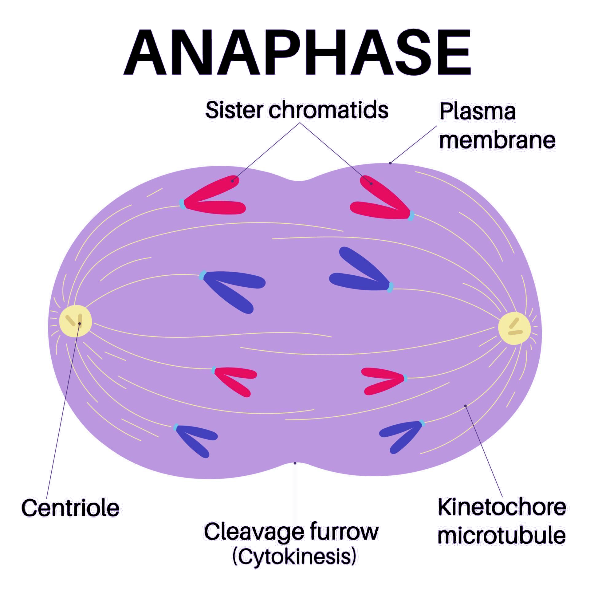 <p>A stage of mitosis during which sister chromatids split apart, separate from each other, and move to opposite sides of the cell.</p>