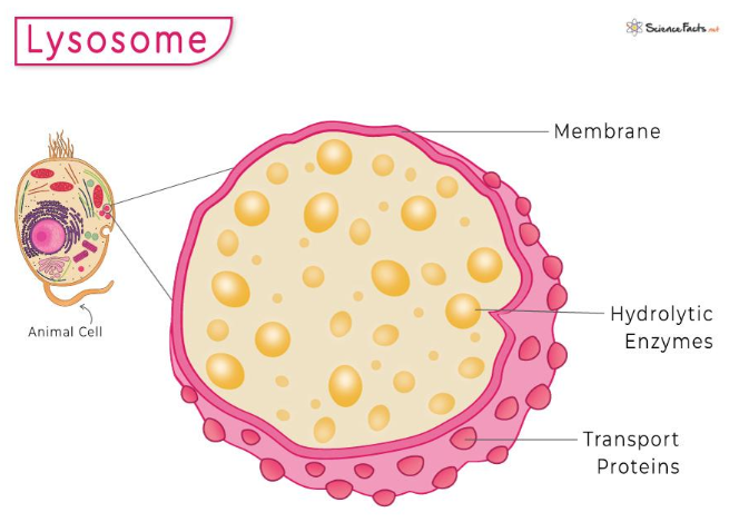<p>type of Golgi vesicle containing hydrolytic enzymes (proteases, lipases, lysozymes)</p>