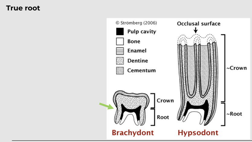 <p>hardest and most mineralized substance in the body</p><p></p><p>it is acellular - cant regenerate (except pig tusks ) as there is no nerve or blood supply</p><p></p><p>in brachydont, the enamel covers the external surface of the crown</p><p></p><p>in hyposodont, the enamel covers the entire body of the tooth, but not the root (folding of enamel: peripheral and infundibular enamel)</p><p></p><p>histologically, enamel is composed of long, slender rods and produced by ameloblasts</p>
