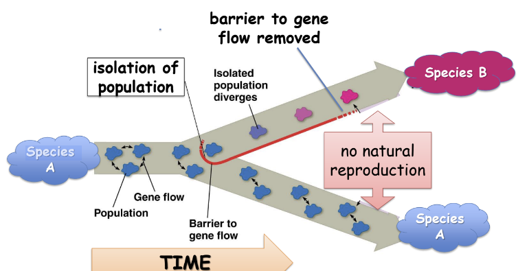 <ul><li><p>geographic separation makes a new species</p></li><li><p>physical barriers isolate one population and it diverges genetically due to natural selection and/or genetic drift</p></li><li><p>biological reproductive barriers evolve, creating separate species</p></li></ul>