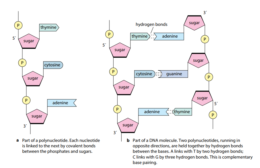 <ul><li><p>DNA: Stores protein recipes</p></li><li><p>RNA: Transmits protein recipe copy to build a protein (in the ribosomes)</p></li></ul><p></p>
