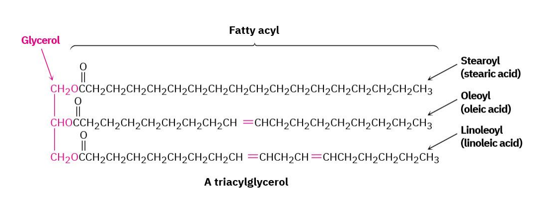 <p>triesters of glycerol with 3 long-chain carboxylic acids</p>