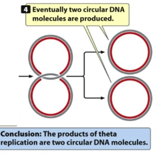 <ul><li><p>3rd: DNA synthesis proceeds in 5-3’ direction </p><ul><li><p>DNA will be built in where polymerase will actually bind DNA moving in 5’ to 3’ prime direction </p></li><li><p>physical pieces that the nucleotides are being added in 5’-3’ prime direction so it synthesizes the strand in that direction</p></li><li><p>DNA is antiparallel </p></li><li><p>Original template is moving in opposite direction </p></li></ul></li></ul><p></p>