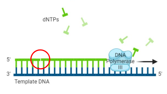 <p>DNA polymerase I replacing primer leaves this in new DNA</p>