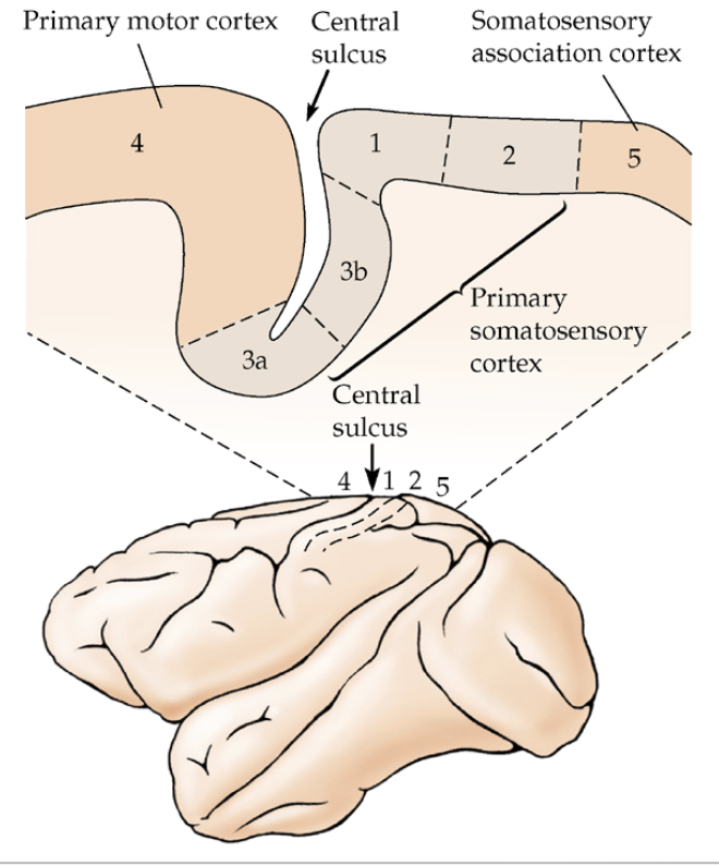 <ul><li><p>areas 3b &amp; 1 → inputs form touch receptors</p></li><li><p>areas 3a &amp; 2 → inputs from proprioreceptors</p></li><li><p>area 5 → combines input from both kinds of receptors (association cortex)</p></li></ul><p></p>