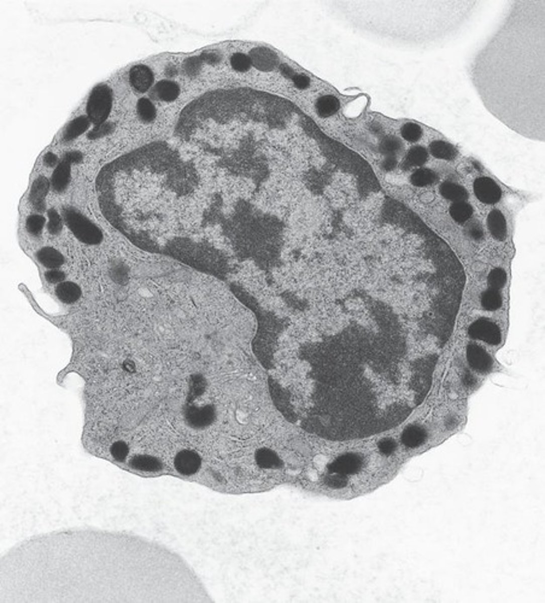 <p>White blood cells involved in immune response.</p>