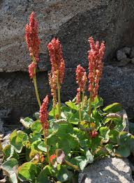 <p><em>Oxyria digyna</em></p>