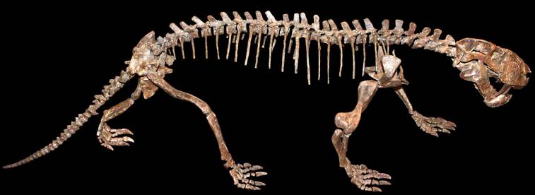 <p>Skeletal features of mammals</p>